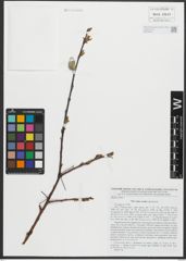 Foto von Salix rorida Laksch.